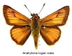 Anatrytone logan wwwdiscoverlifeorgIMINEA0001mxAnatrytonel