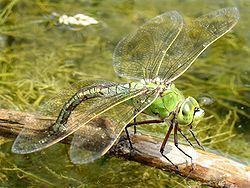 Anax (dragonfly) Anax slkte Wikipedia