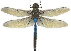 Anax (dragonfly) Anax de juin Wikipdia