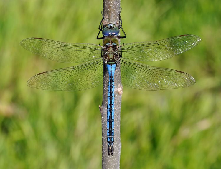 Anax (dragonfly) Emperor dragonfly Wikipedia