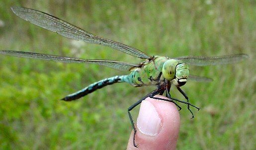 Anax (dragonfly) libellulesmaizieresfrimagesanaximperatormale