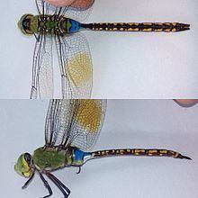 Anax indicus - Alchetron, The Free Social Encyclopedia