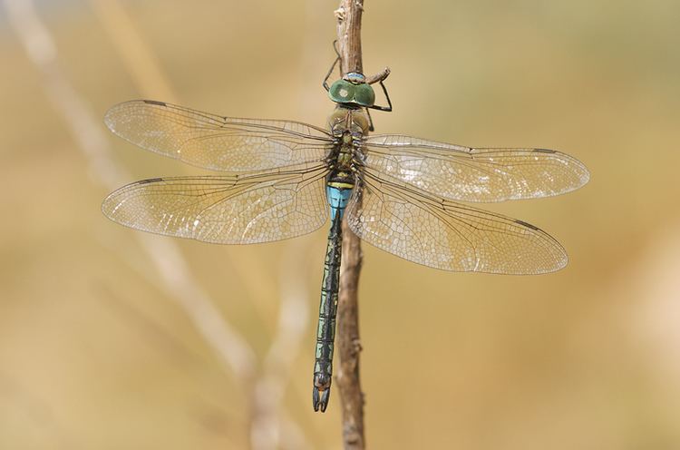 Anax parthenope Anax parthenope Selys 1839