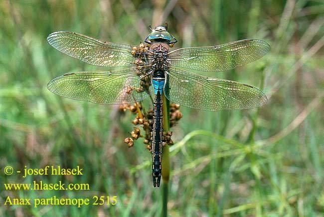 Anax parthenope Anax parthenope Zuidelijke keizerlibel Kleine Knigslibelle Husarz