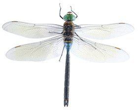 Anax parthenope Dragonfly Anax parthenope