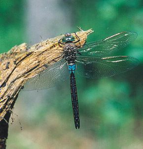 Anax parthenope Anax napolitain Wikipdia