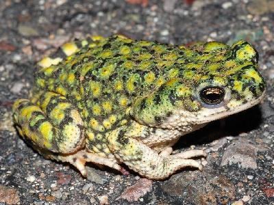 Anaxyrus debilis Southwestern Center for Herpetological Research Amphibians of the