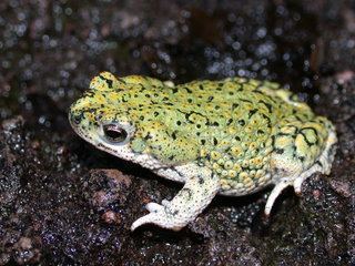 Anaxyrus debilis Anaxyrus debilis Eastern Green Toad Discover Life