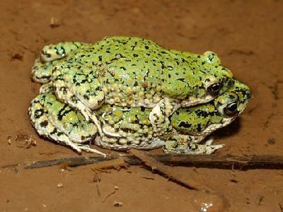 Anaxyrus debilis Southwestern Center for Herpetological Research Amphibians of the