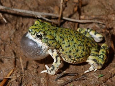 Anaxyrus debilis Southwestern Center for Herpetological Research Amphibians of the