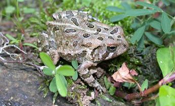 Anaxyrus fowleri Species Profile Fowler39s Toad Bufo Anaxyrus fowleri SREL