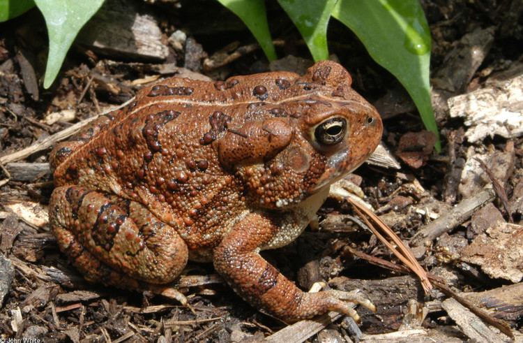 Anaxyrus Fowleri - Alchetron, The Free Social Encyclopedia