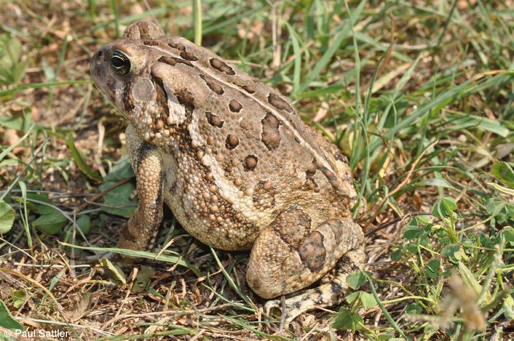 Anaxyrus fowleri Fowler39s Toad