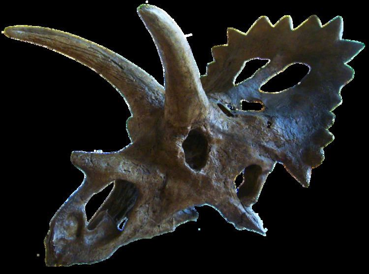 anchiceratops skull