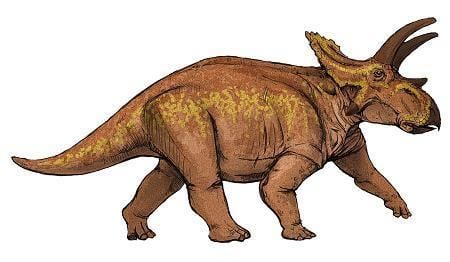 Anchiceratops Anchiceratops Dinosaur Facts information about the dinosaur