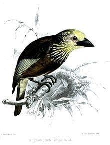 Anchieta's barbet httpsuploadwikimediaorgwikipediacommonsthu