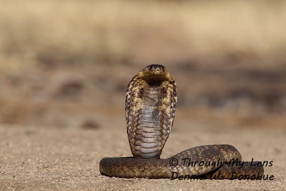 Anchieta's cobra Through My Lens Dennis Donohue Snouted Cobra The African