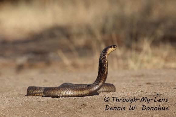Anchieta's cobra Through My Lens Dennis Donohue Snouted Cobra The African