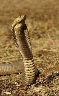 Anchieta's cobra Anchieta39s cobra encyclopedia article Citizendium