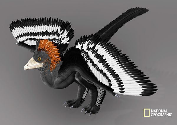 Anchiornis Untitled Document