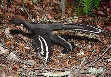 Anchiornis Anchiornis Wikipedia