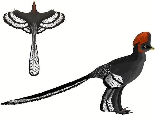 Anchiornis Meet the Original Birds in a Field Guide to Winged Dinosaurs WIRED