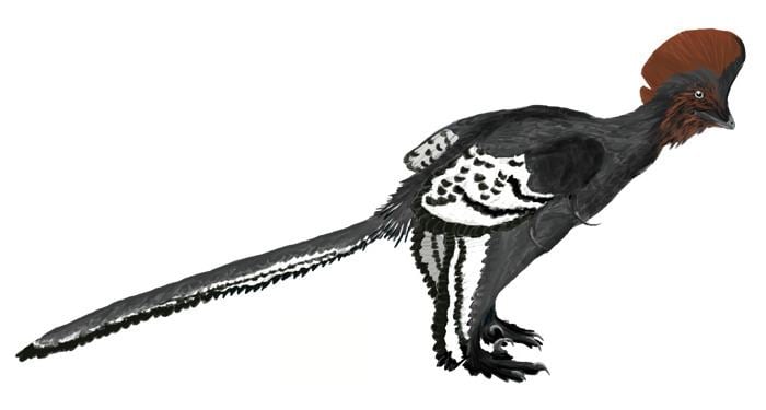 Anchiornis httpsuploadwikimediaorgwikipediacommons33