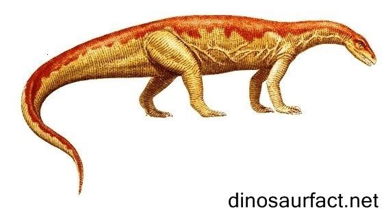 Anchisaurus Anchisaurus dinosaur