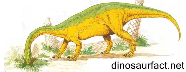 Anchisaurus Anchisaurus dinosaur