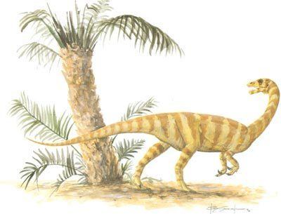 Anchisaurus Anchisaurus HowStuffWorks