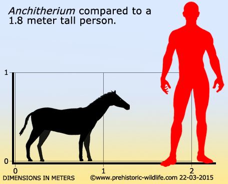 Anchitherium wwwprehistoricwildlifecomimagesspeciesaanch