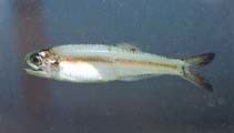Anchoa mitchilli Anchoa mitchilli Bay anchovy fisheries bait