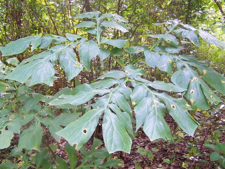 Anchomanes West African Plants A Photo Guide Anchomanes dalzielii NEBr