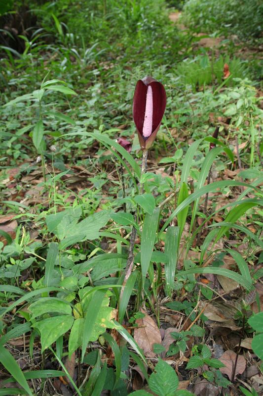 Anchomanes West African Plants A Photo Guide Anchomanes difformis Blume Engl