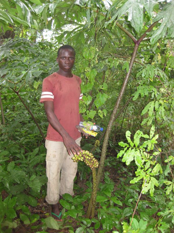 Anchomanes Flora of Mozambique Species information individual images