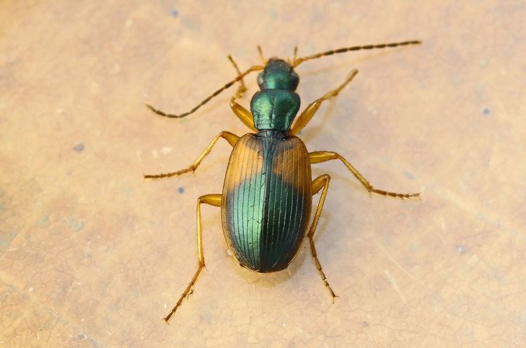 Anchomenus dorsalis FileAnchomenus dorsalis 20090820 01jpg Wikimedia Commons