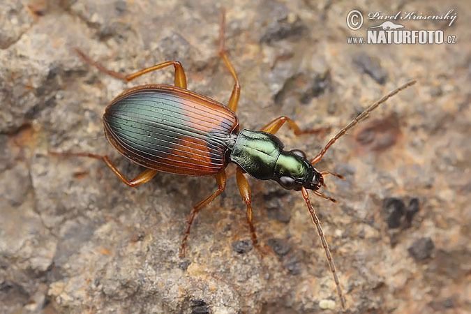 Anchomenus dorsalis Anchomenus dorsalis Pictures Anchomenus dorsalis Images NaturePhoto