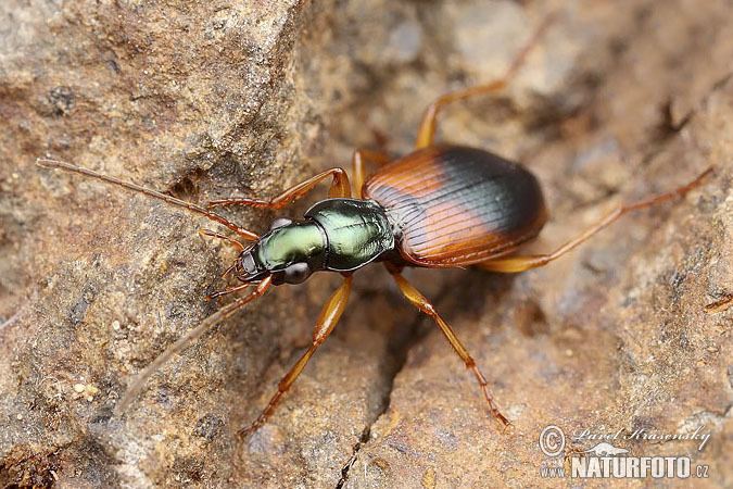 Anchomenus dorsalis Anchomenus dorsalis Pictures Anchomenus dorsalis Images NaturePhoto