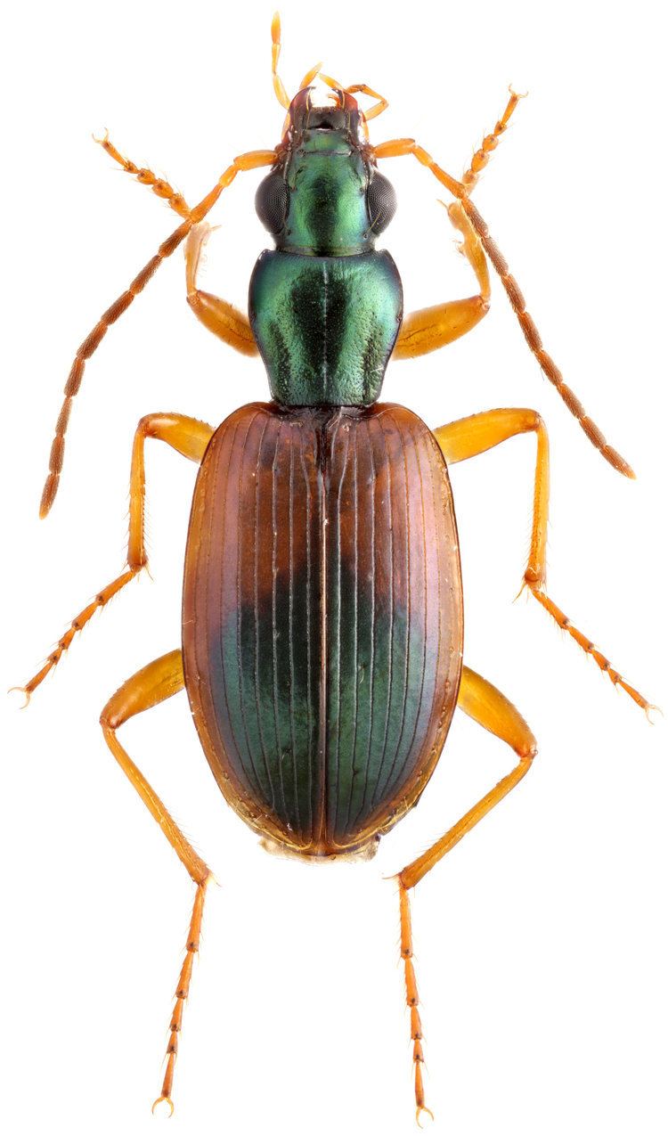 Anchomenus dorsalis Anchomenus Anchomenus dorsalis Pontoppidan 1763 Carabidae