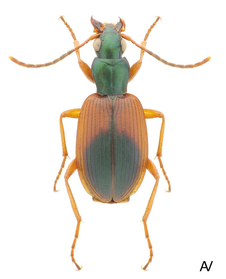 Anchomenus dorsalis Anchomenus Anchomenus dorsalis Pontoppidan 1763 Carabidae