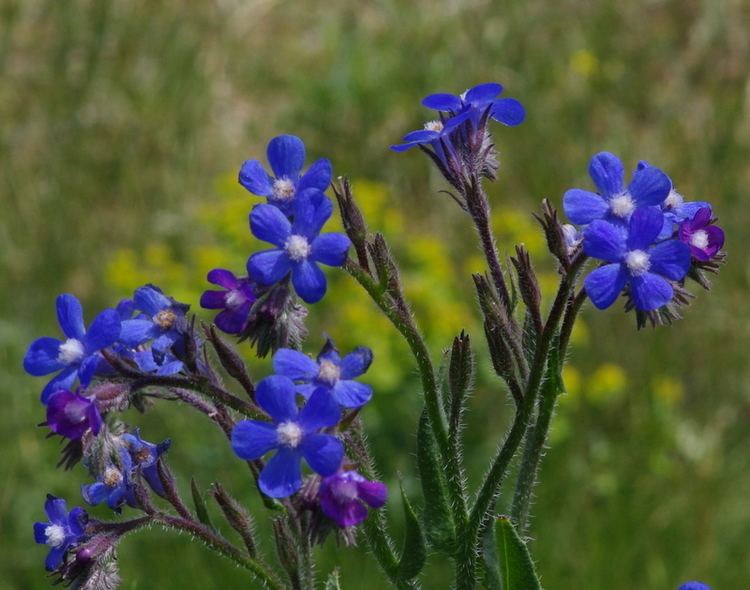 Anchusa azurea The Blues Anchusa azurea Italian bugloss an entangled bank