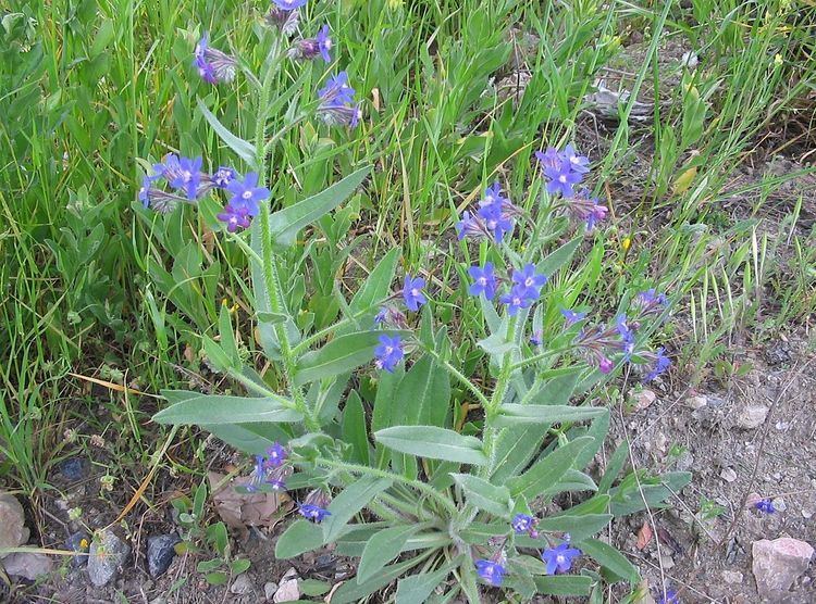 Anchusa azurea Anchusa azurea Wikipedia