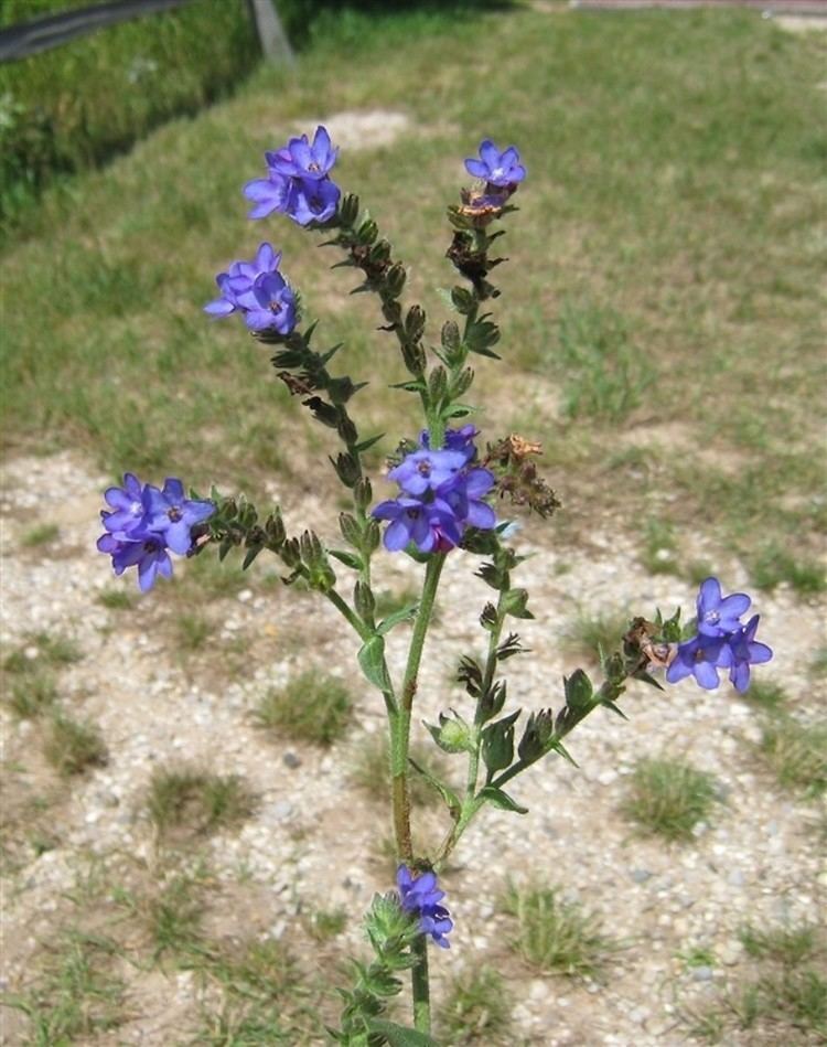 Anchusa azurea Anchusa azurea Italian bugloss Go Botany