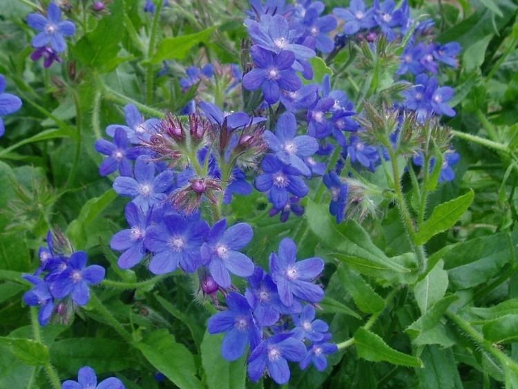 Anchusa azurea Anchusa azurea 39DROPMORE BLUE39 ANCHUSA Hill Farm Nursery