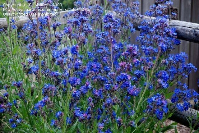 Anchusa azurea 1000 images about Anchusa on Pinterest Plants Garden plants and