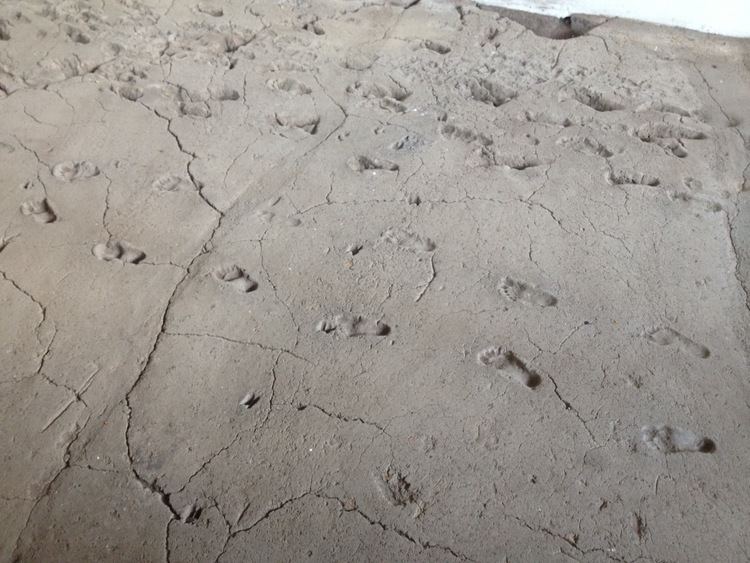 Ancient footprints of Acahualinca Culture Porn Daily Post 11222013 Ancient Footprints of