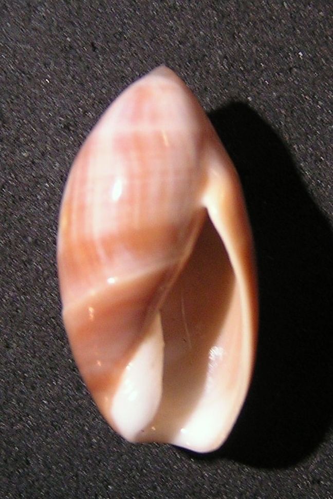 Ancilla (gastropod)