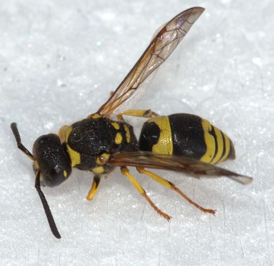 Ancistrocerus gazella Maryland Biodiversity Project European Tube Wasp Ancistrocerus