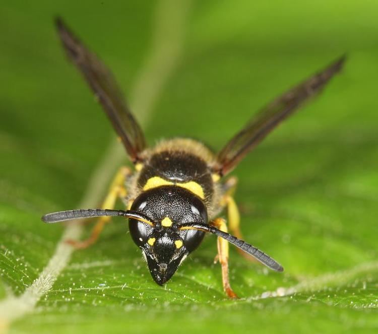 Ancistrocerus gazella Ancistrocerus gazella Panzer 1798 BWARS