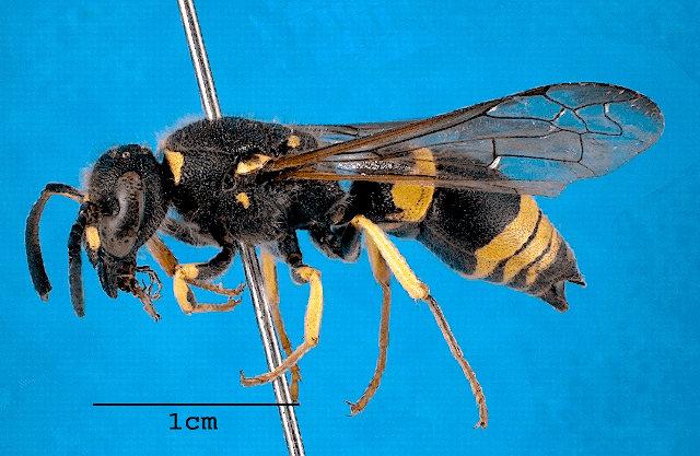 Ancistrocerus gazella Other wasps New Zealand Hymenoptera